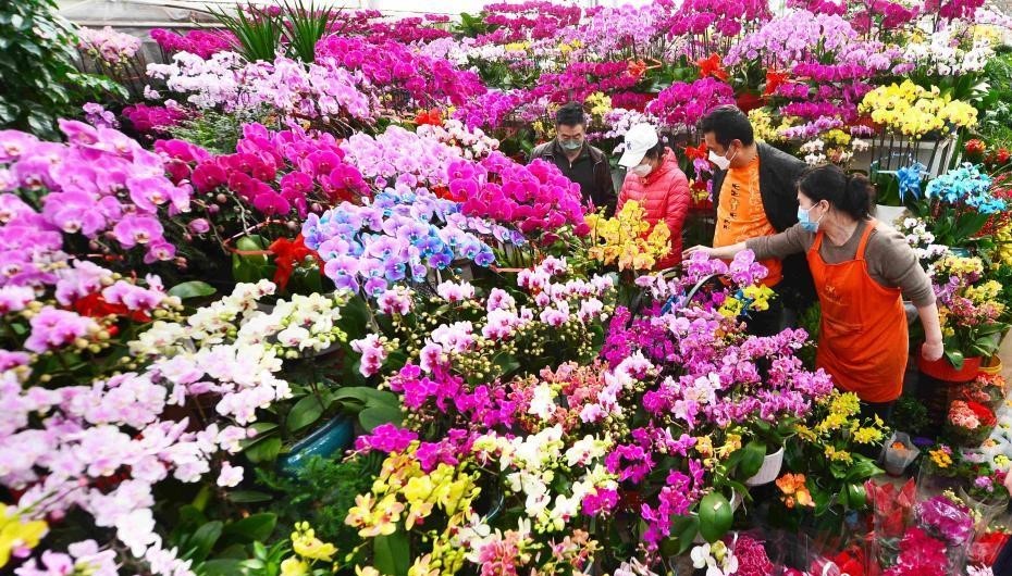 徜徉“花海” 山东青岛年宵花艳年味浓