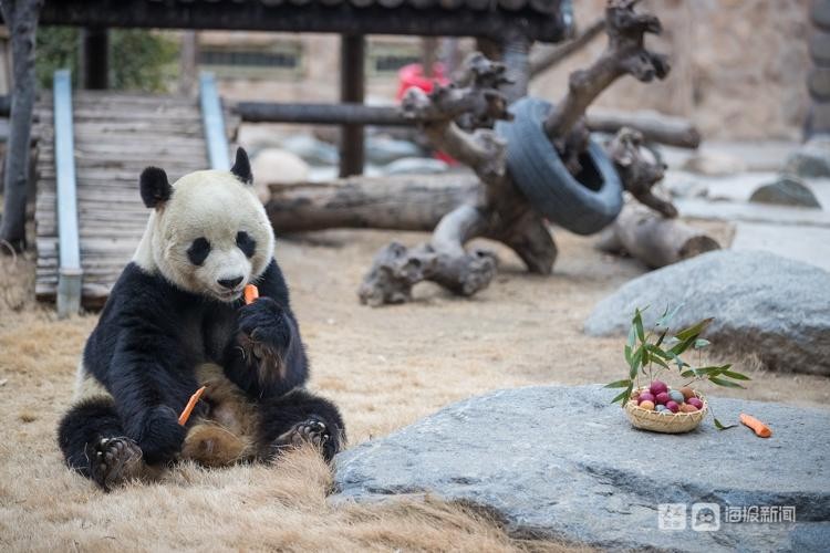 济南：水果汤圆、鲜肉汤圆、五彩汤圆 动物们的元宵大餐长