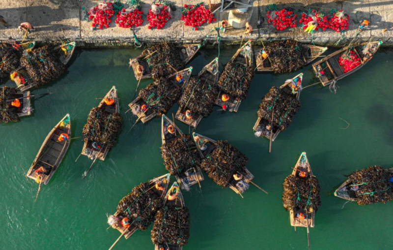 山东荣成：海带丰收满船舱
