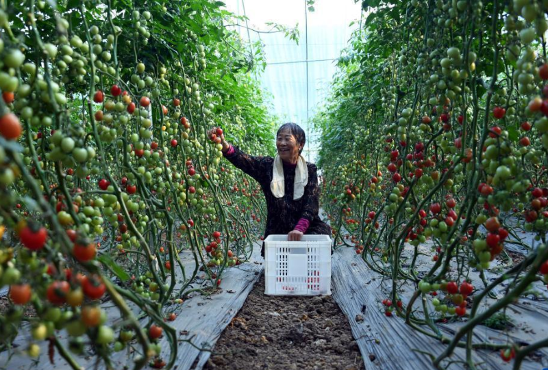 山东台儿庄：按揭农业助农增收