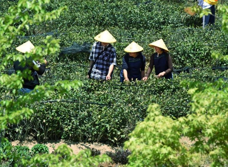 青岛：享春光 采春茶
