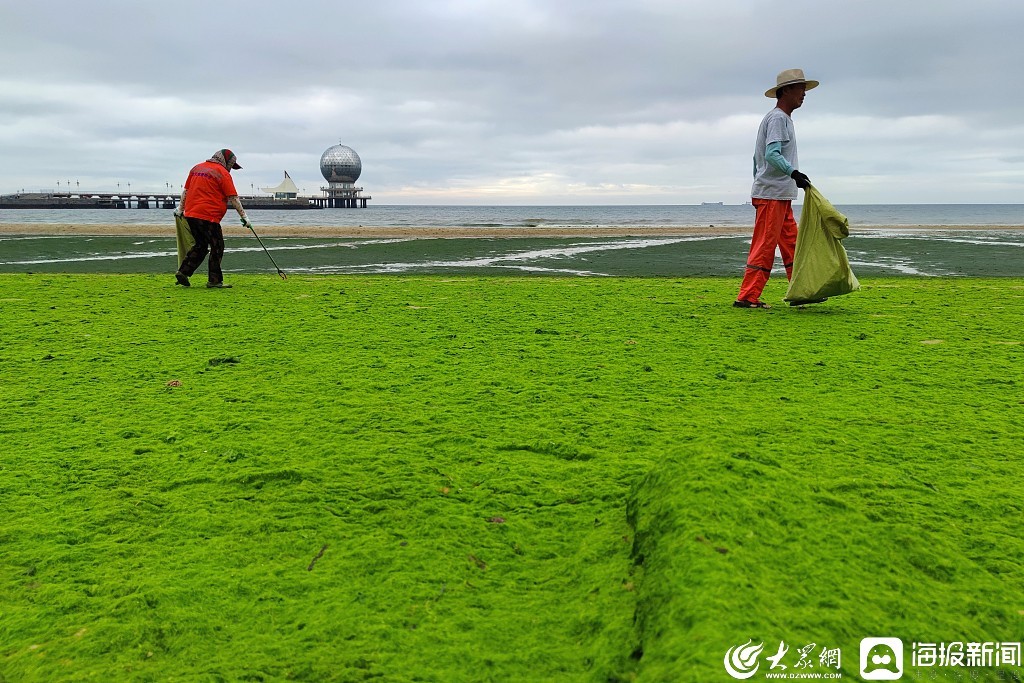 山东近海浒苔暴发