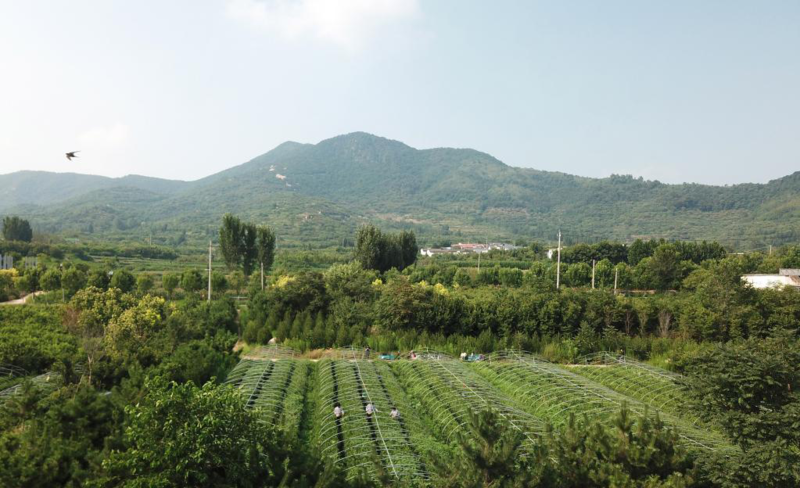 泰山山区采夏茶