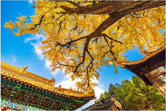 山东好景丨好一幅醉人的深秋妙景