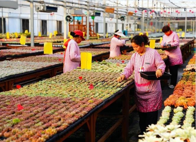 山东桓台：“多肉经济”助力乡村振兴